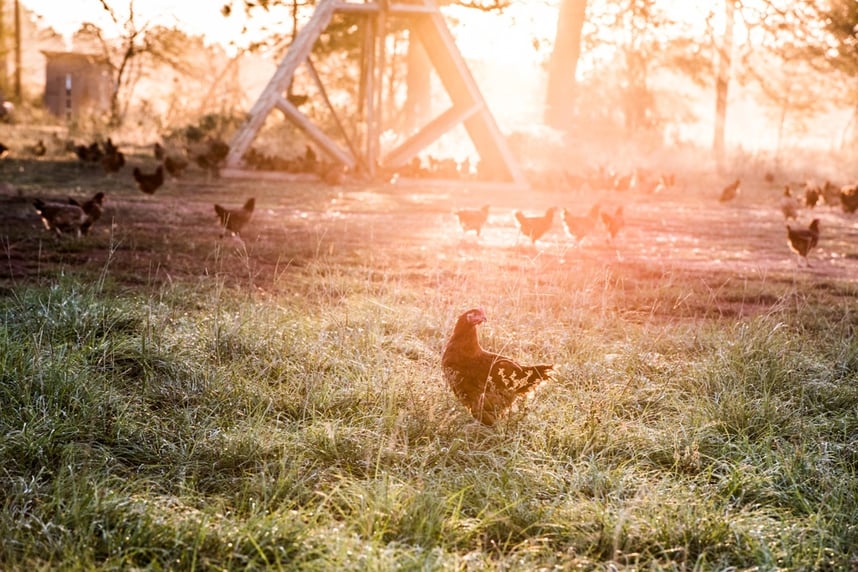 Multispecies, chicken, cows, calves, sheep, chicken house, morning, pastures, water, cattle, brindle -5338.jpg