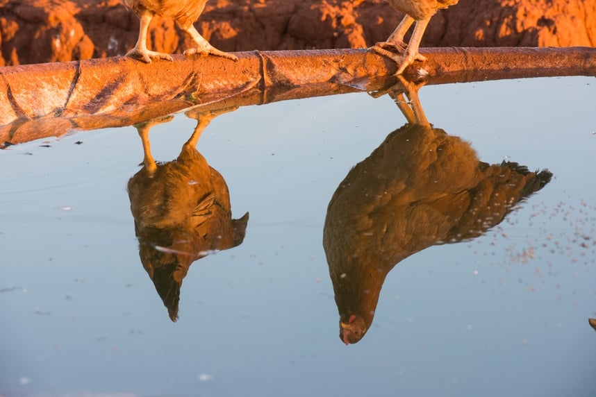 Multispecies, chicken, cows, calves, sheep, chicken house, morning, pastures, water, cattle, brindle -5353.jpg