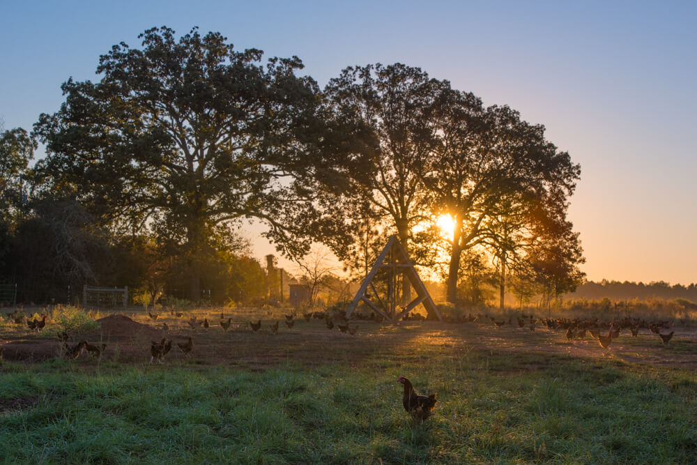 Multispecies, chicken, cows, calves, sheep, chicken house, morning, pastures, water, cattle, brindle