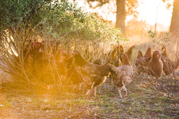 Multispecies, chicken, cows, calves, sheep, chicken house, morning, pastures, water, cattle, brindle -5360.jpg
