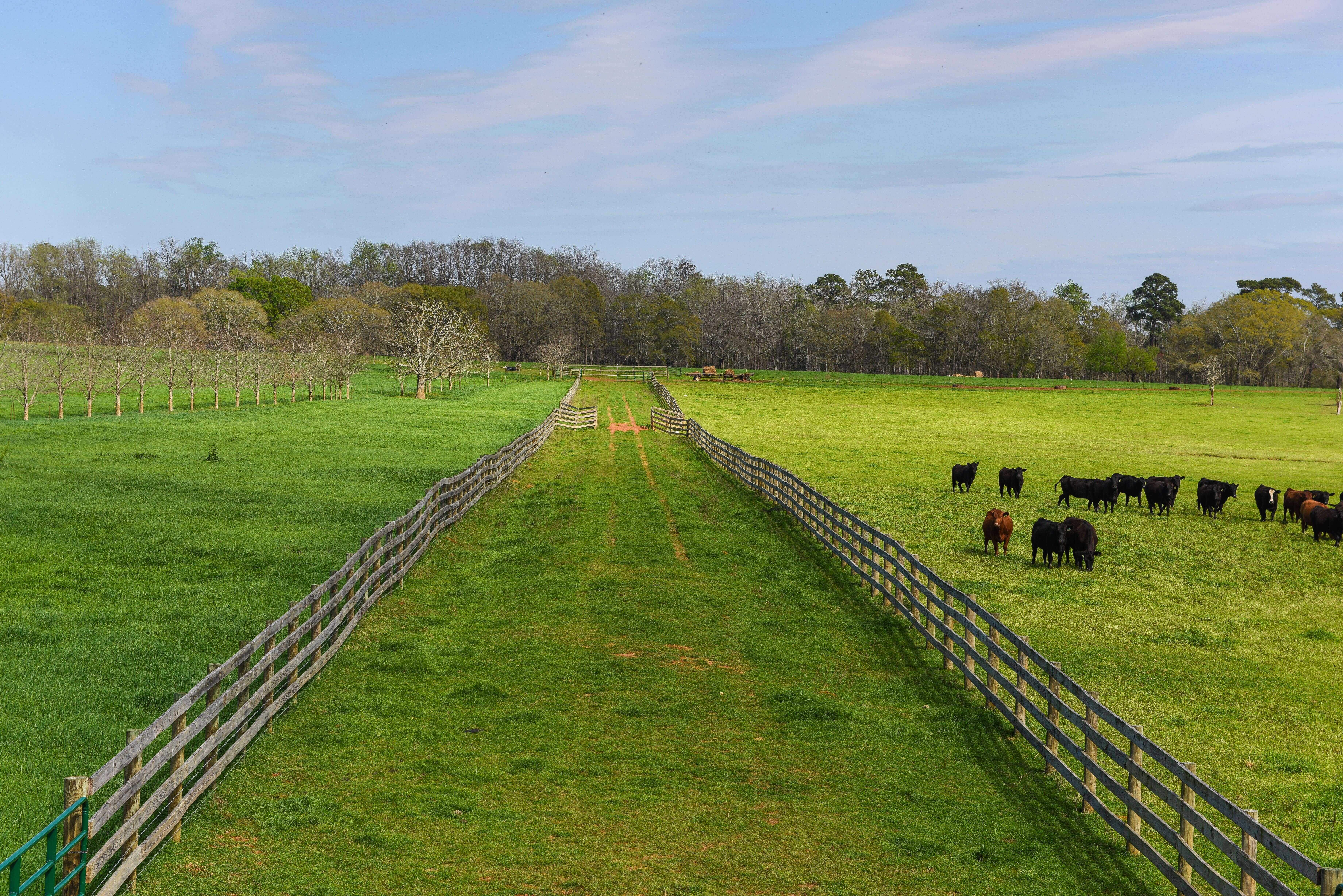 Pasture and grassfed cattle