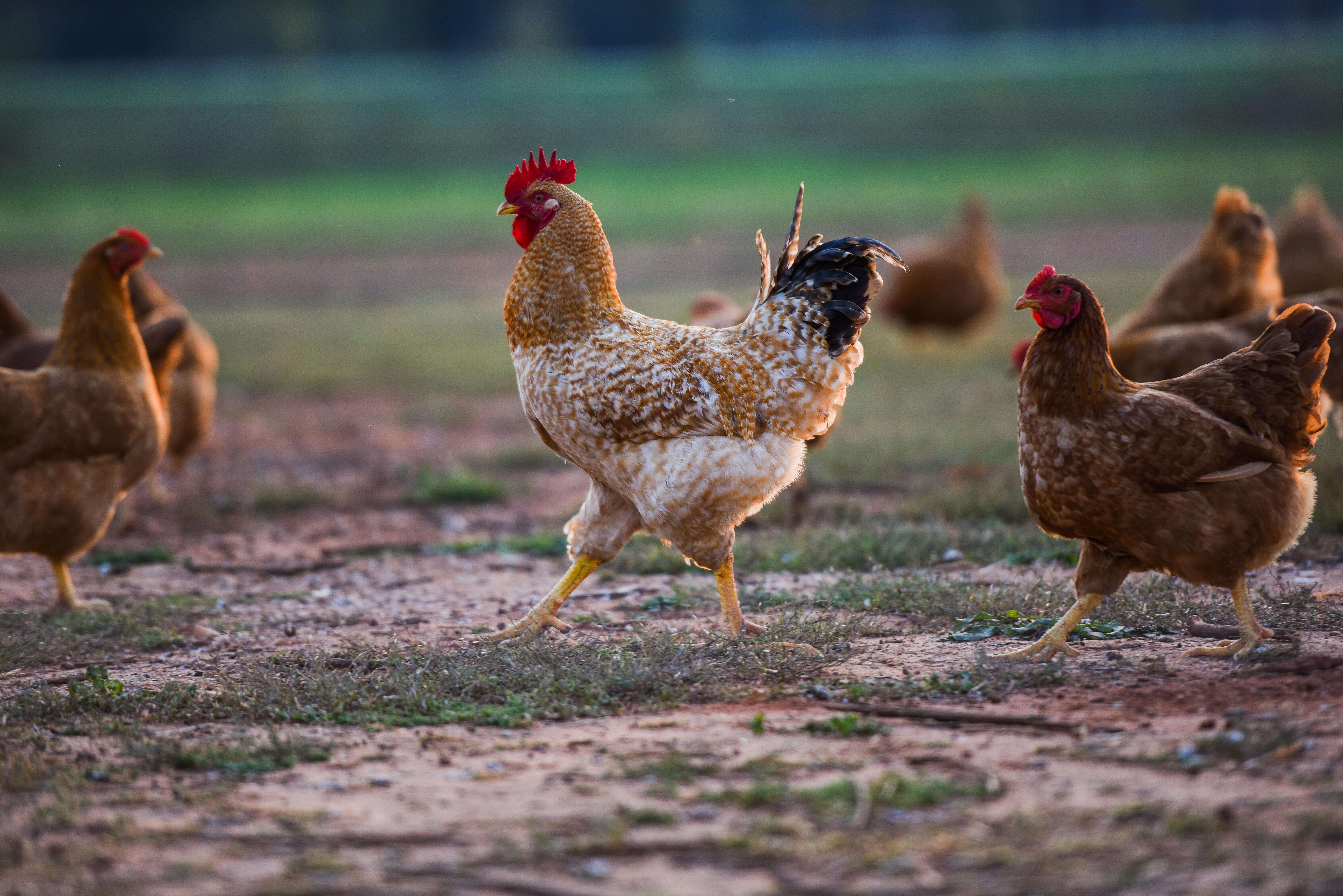 Pasture raised chickens rooster