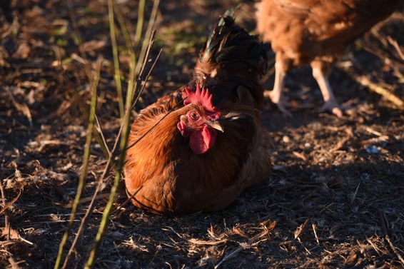 Pasture raised poultry chicken