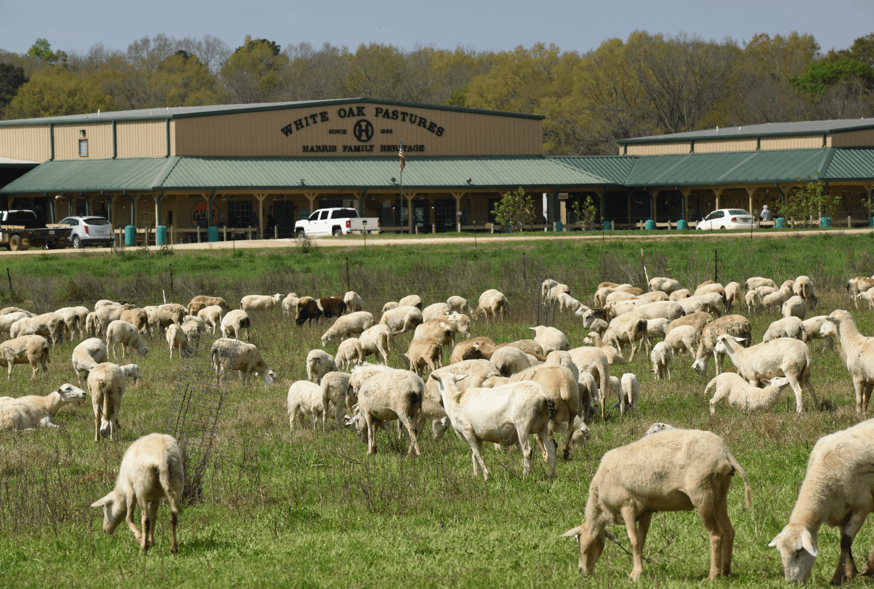 Pasture raised sheep in front of processing plant