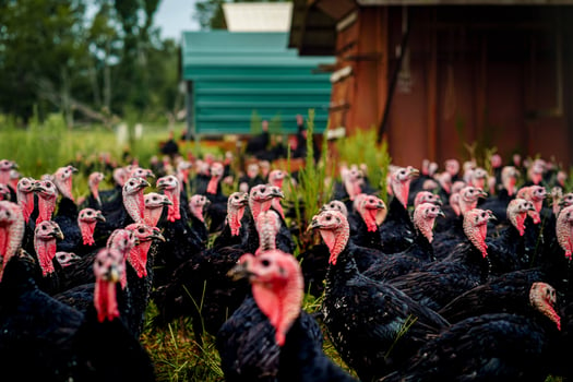 Pasture raised turkey flock