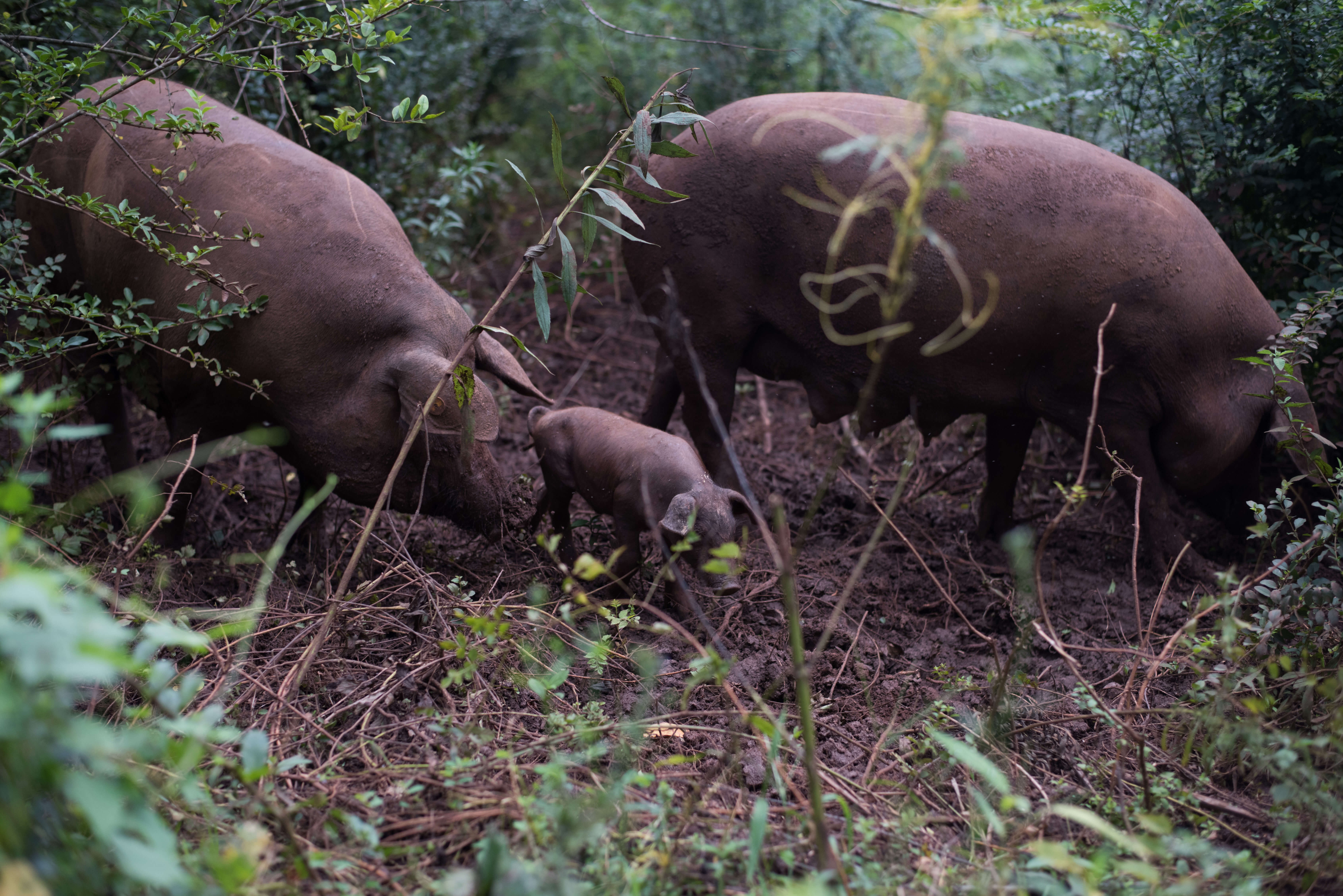 Pastured hogs in forest