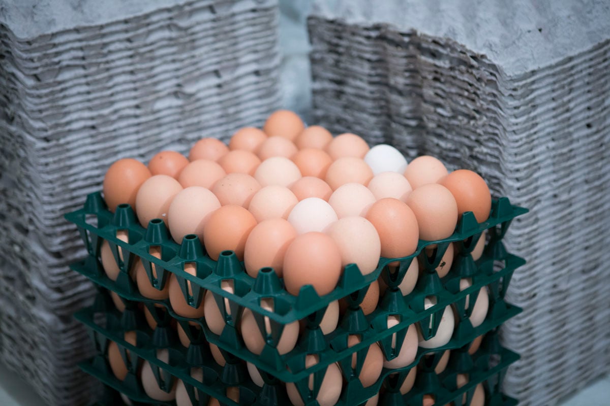 Product Eggs Chicken 5-22-15 Crate