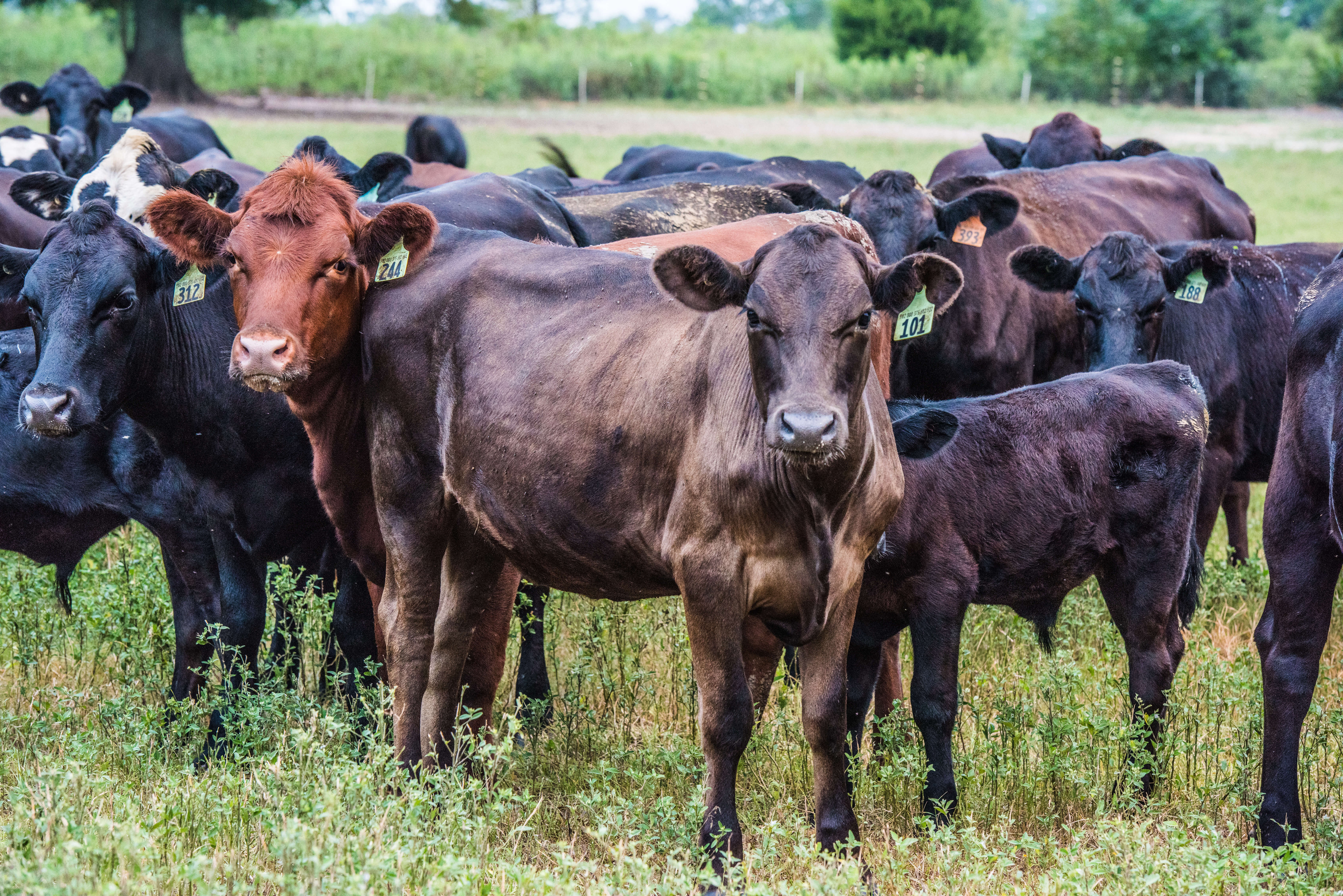 Production Cattle Grazing Heffer Calf Multi Colors