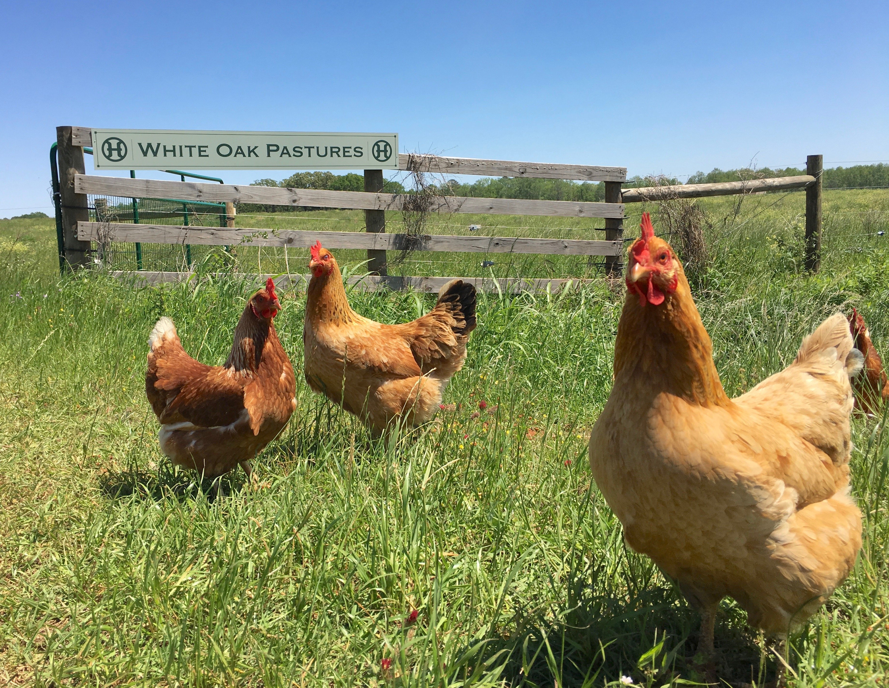 Production Laying Hens  white oak pastures sign