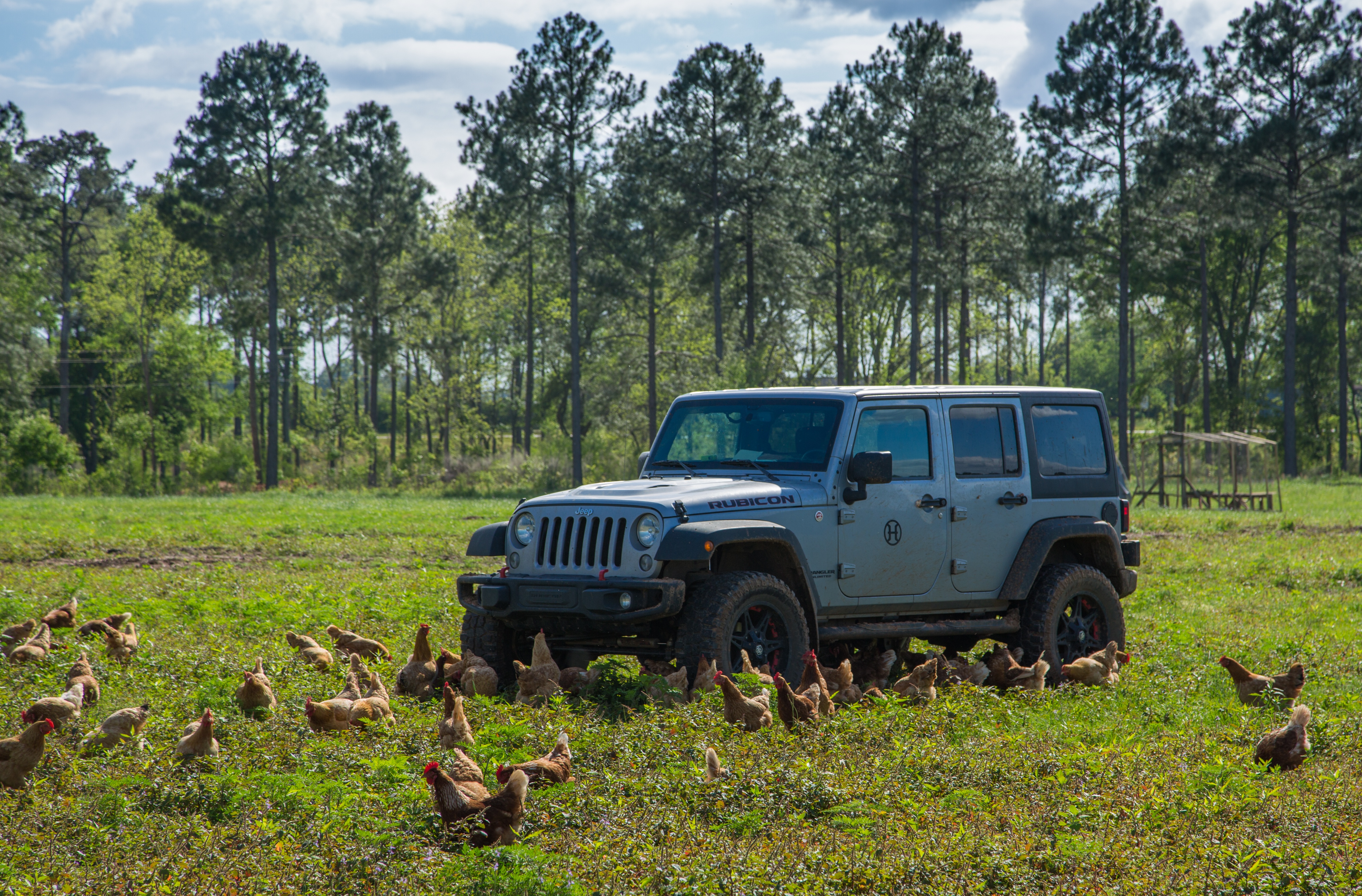 Production Laying Hens Indigo 4-25-16 Grazing Free Range Vehicle