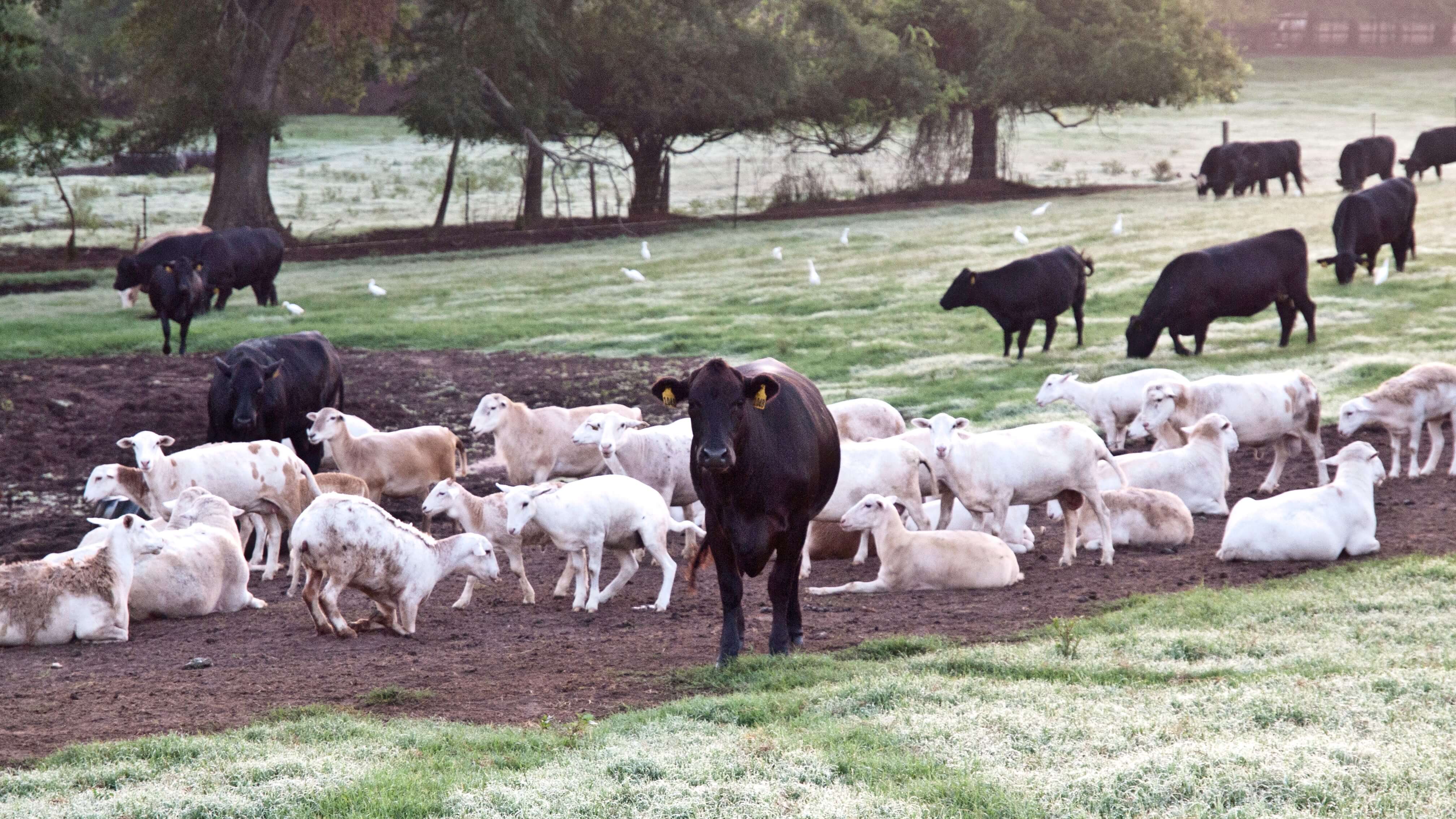 Production Sheep and Cattle grazing pastures