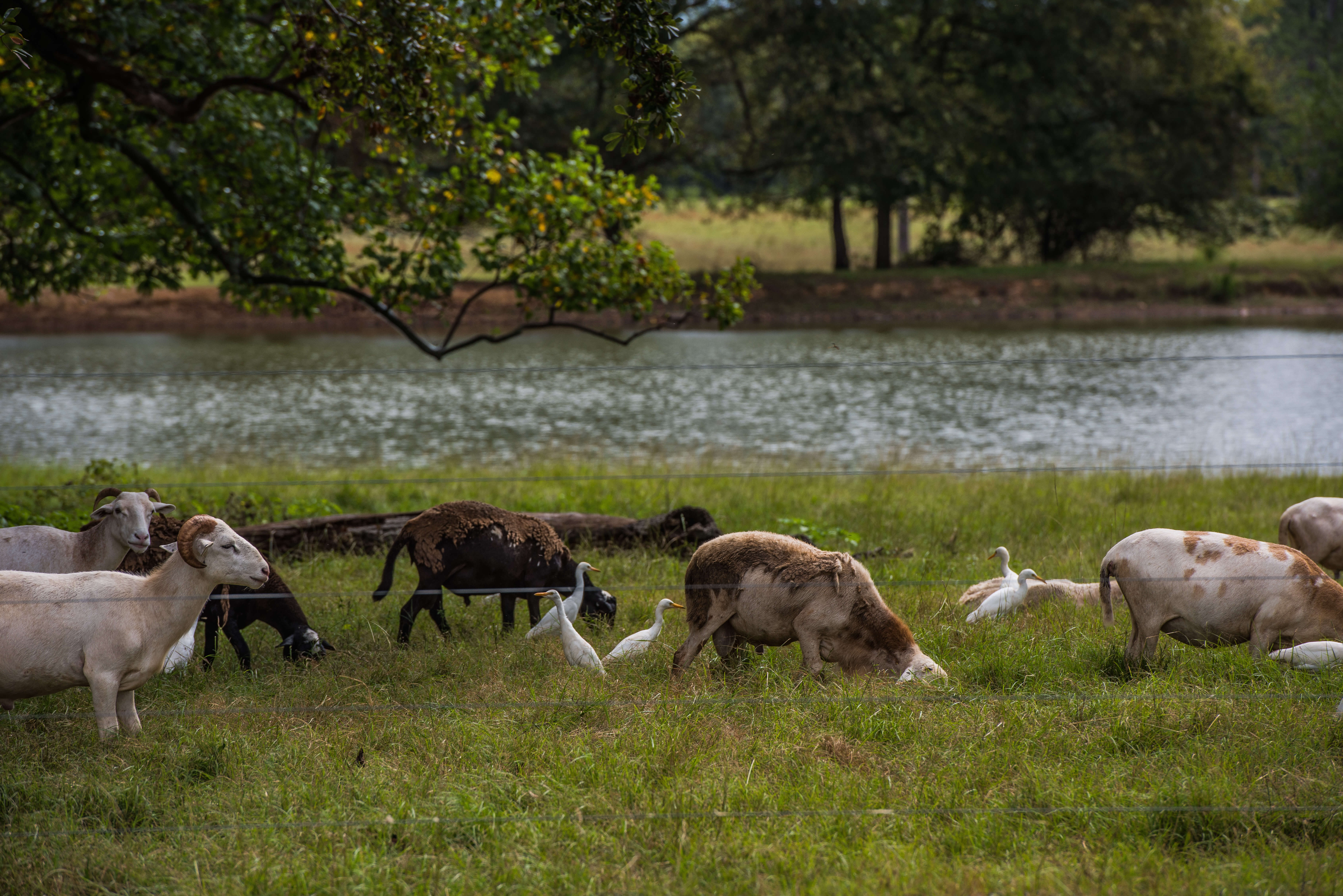 Sheep egrets grazing near water