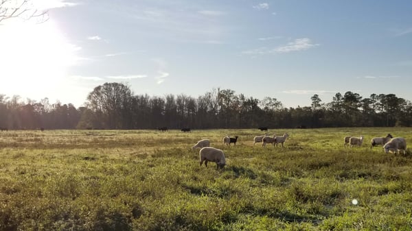 Sheep in pasture regenerative agriculture