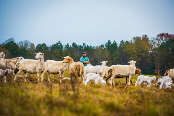 Sheep in pasture with WOP employee