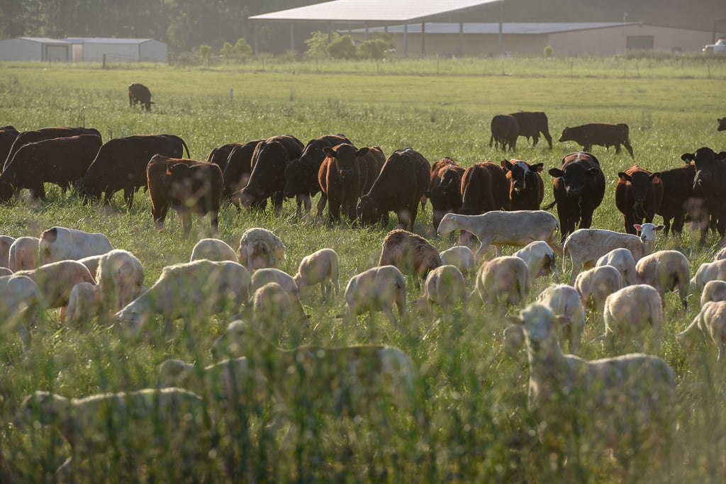 Sheep_cattle_bulls_multispecies_sunset