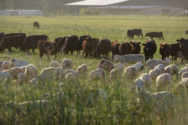 Multispecies rotational grazing is the corenstone of regenerative agriculture at White Oak Pastures.