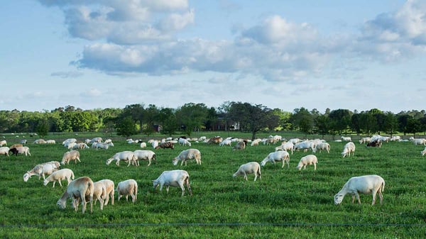 Silicon Ranch regenerative energy sheep pasture raised