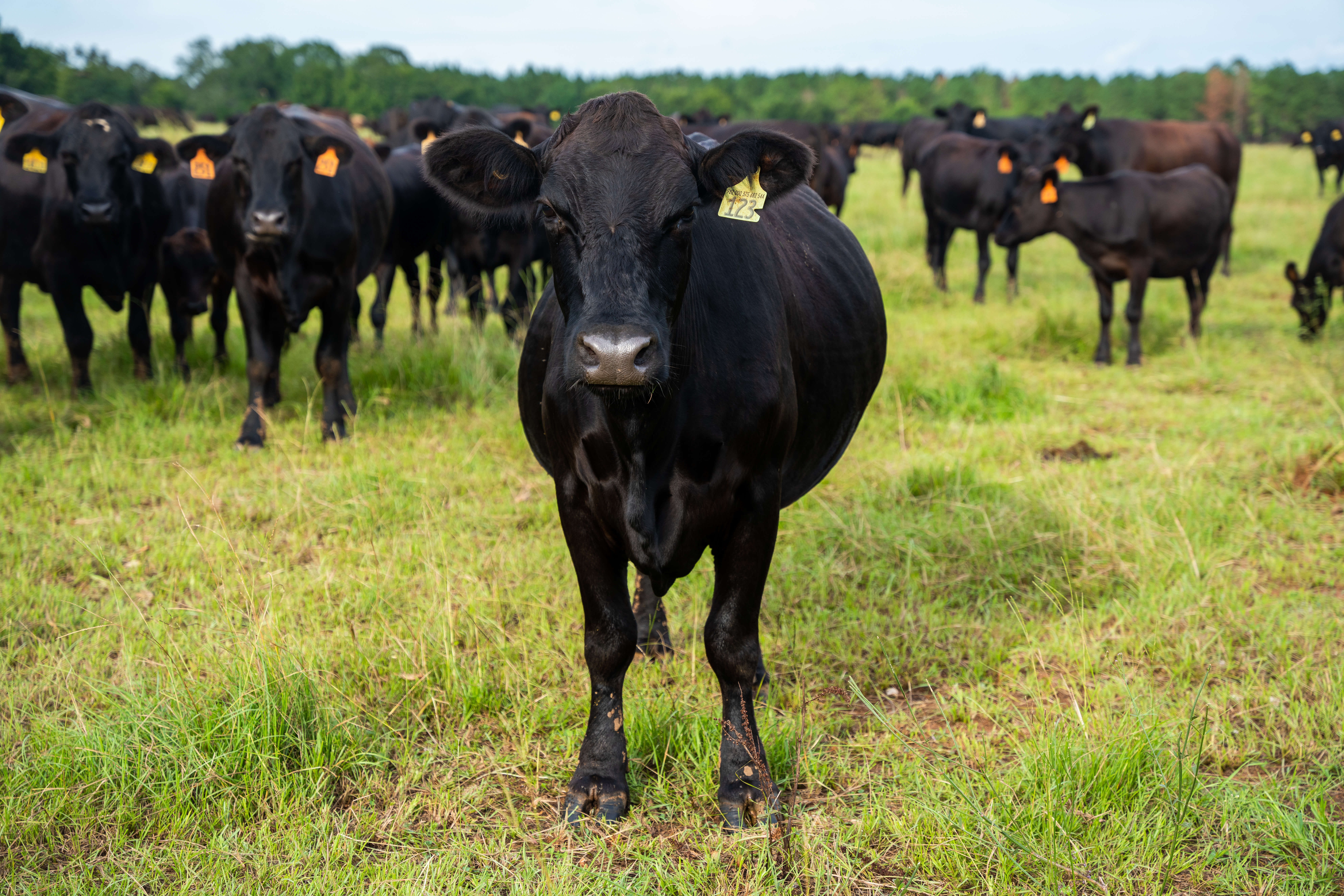 Summer cattle grassfed beef on pasture