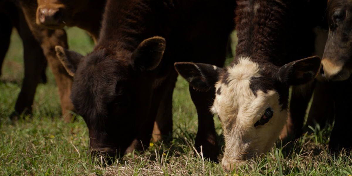 The USA imports more beef than we export