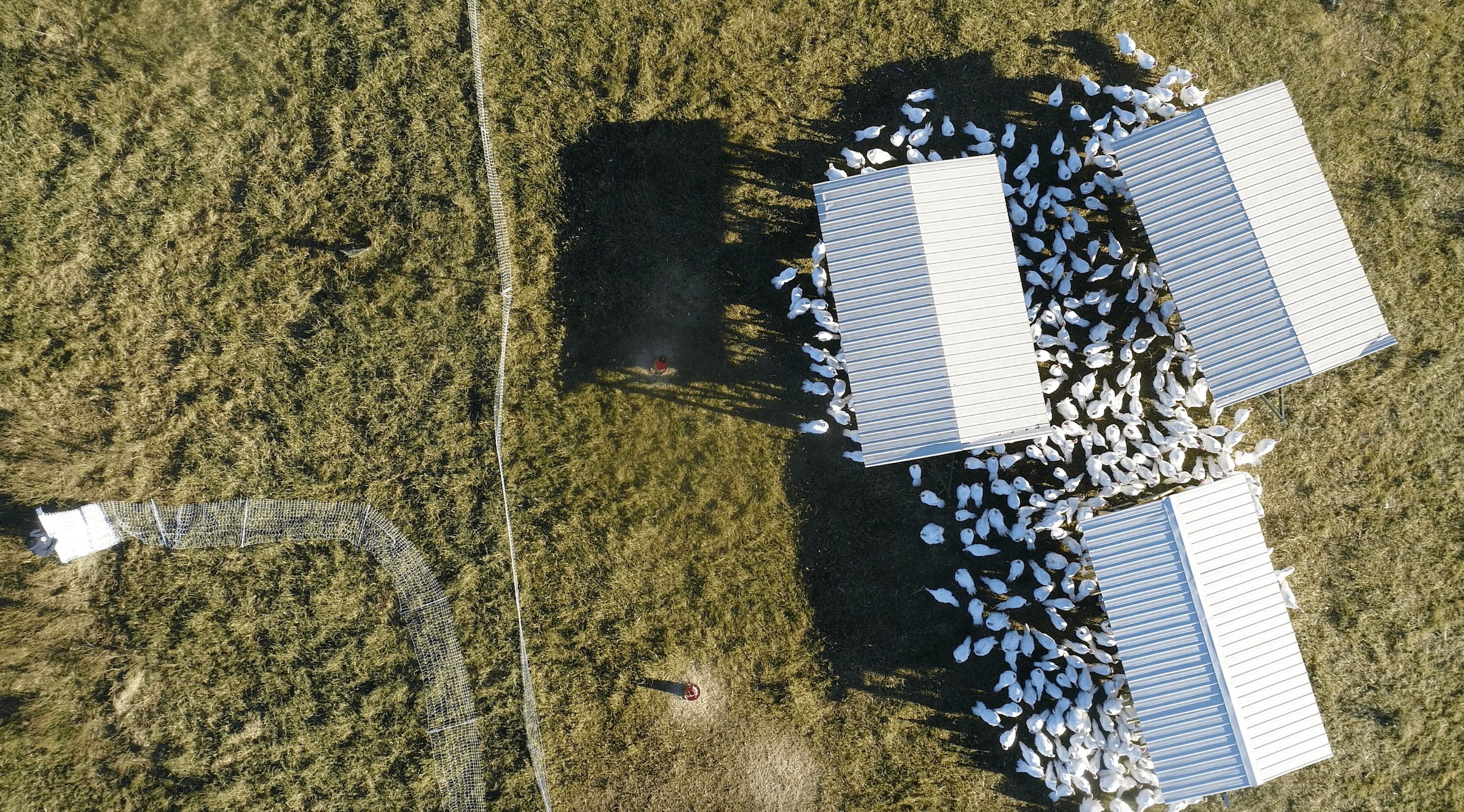 Turkeys on pasture