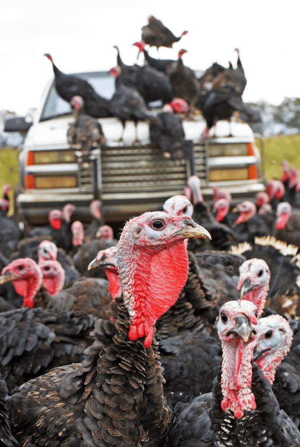 Flock of turkeys covers a truck at White Oak Pastures in Bluffton Georgia