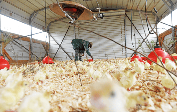 James feeding chicks at White Oak Pastures