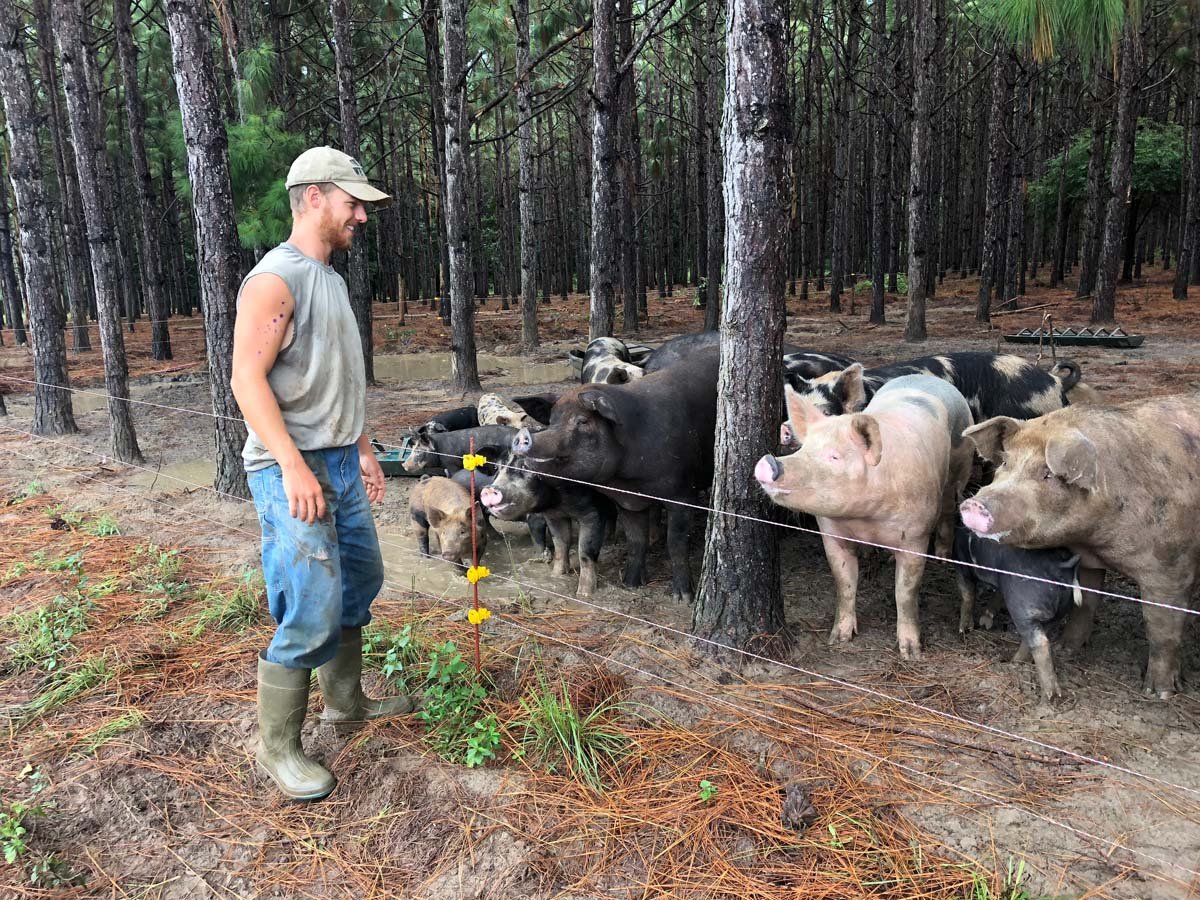 Intern Clint Shannon tends heritage breed hogs at White Oak Pastures