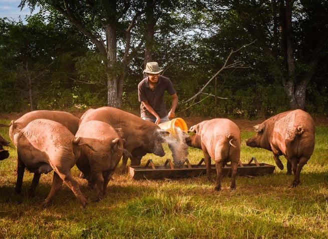 WOP-Georgia-Iberian-hogs