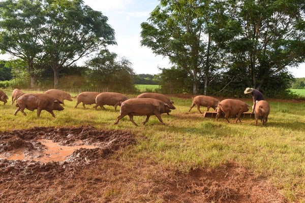 WOP Iberian Pigs