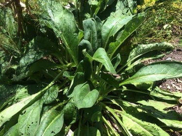 The comfrey plant used in White Oak Pastures Herbal Gardeners Salve