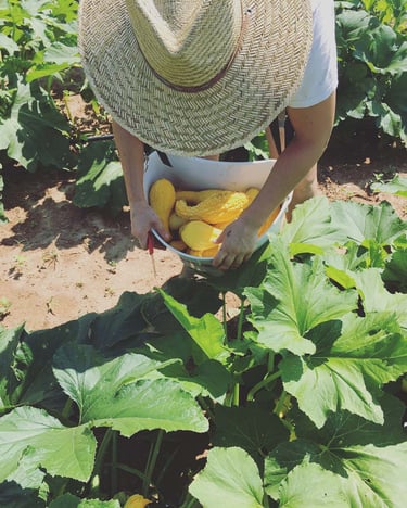 Harvesting certified organic squash for pickling