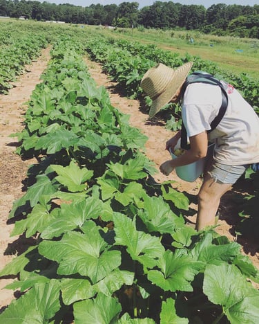 Harvesting certified organic squash at White Oak Pastures