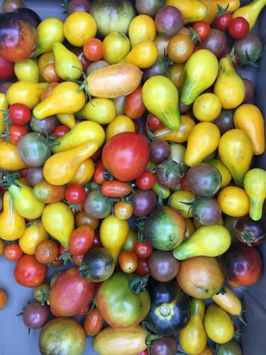 White Oak Pastures organic heirloom tomatoes for canning