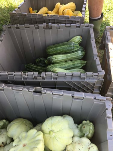 Harvesting over 100 pounds of organic squash per week at White Oak Pastures.