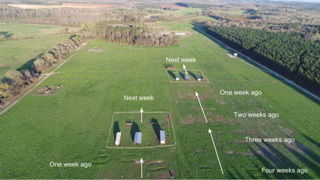 Aerial photography shows pastured poultry management rotation