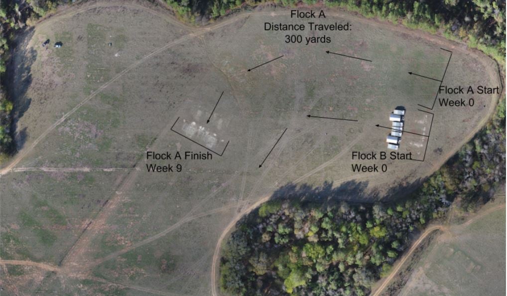 WOP-pastured-poultry-management-aerial