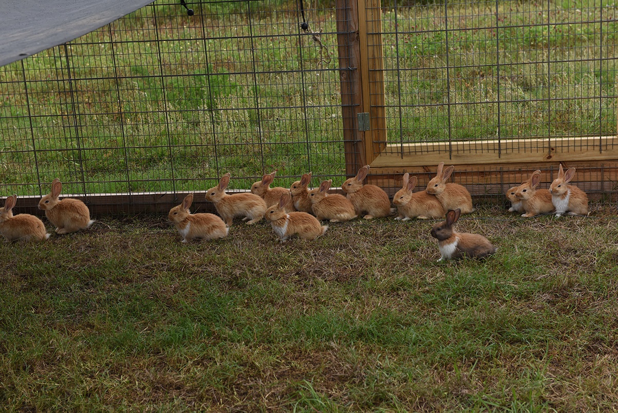 White Oak Pastures raises pastured, non-GMO American Chinchilla Rabbits