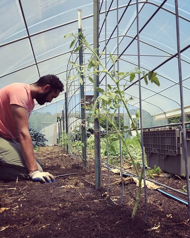 White Oak Pastures Garden manage Bilal Barwari practices organic no-till farming