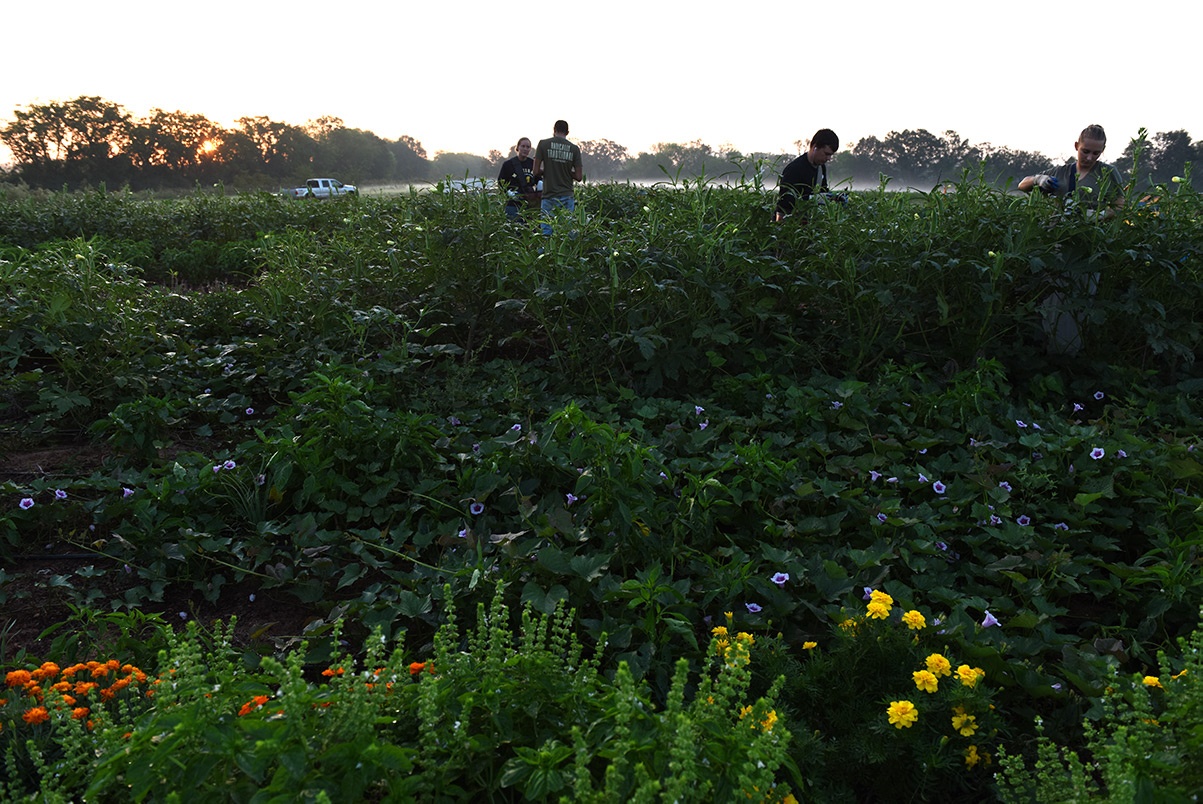 Certified organic no-till-farming at White Oak Pastures