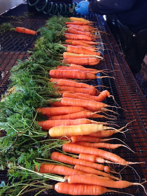 Certified organic carrots grown on our farm