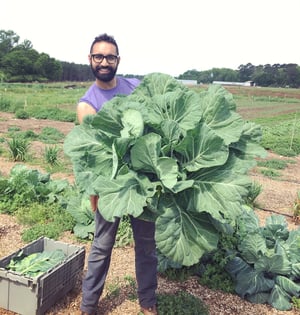 WOP_organic-champion-collard-greens