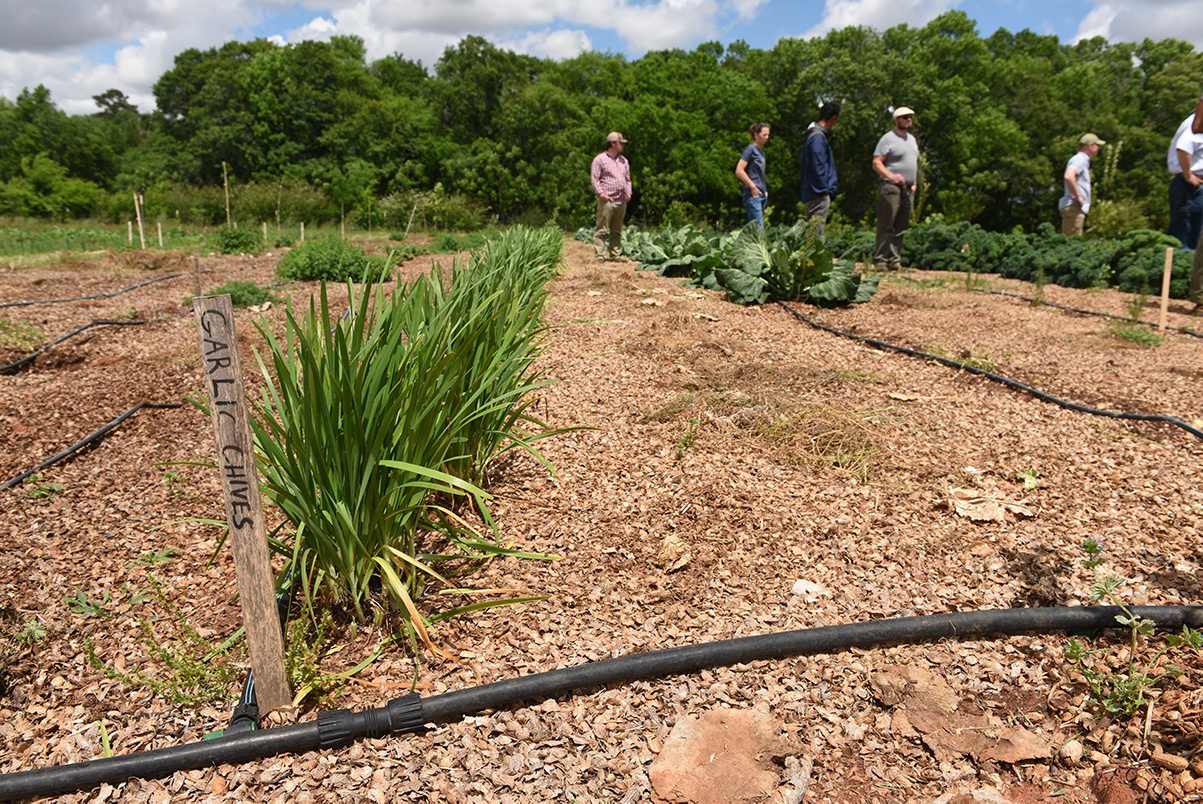 Organic garlic chives companion planting between rows of greens