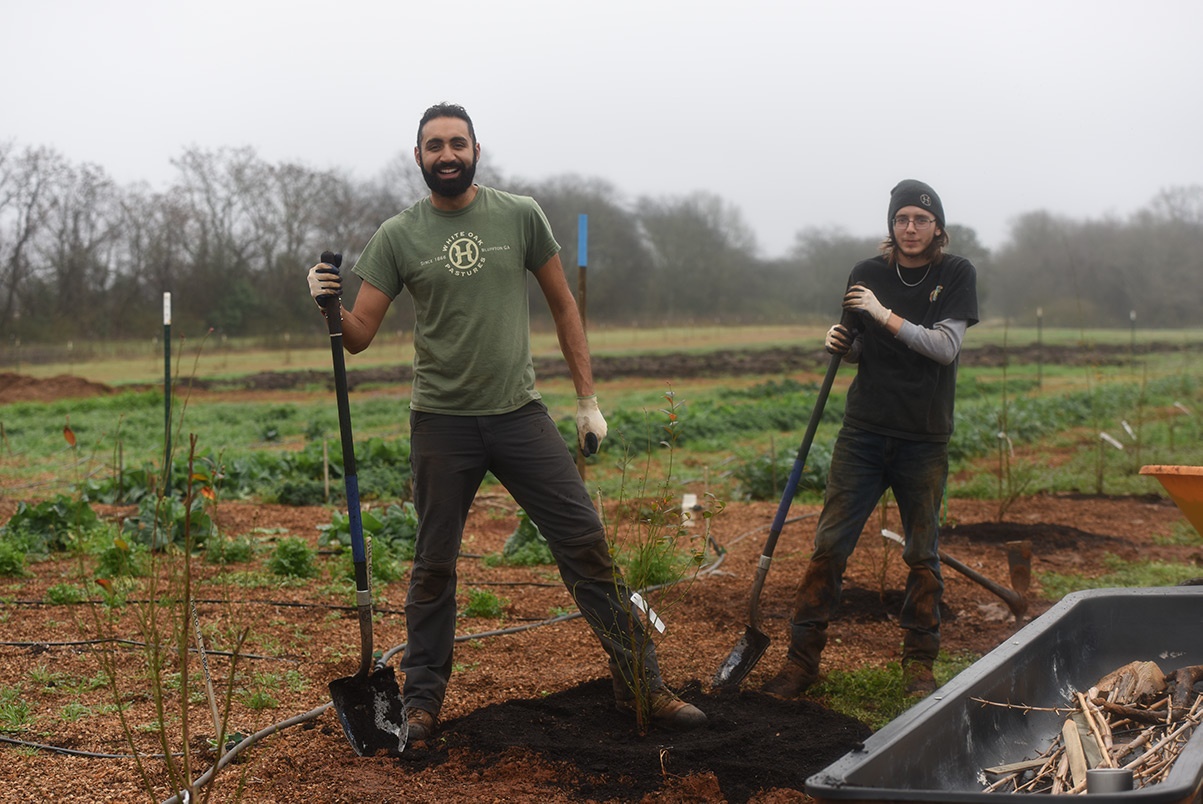 Fruit trees provide shade and protect the microbial life on an organic farm