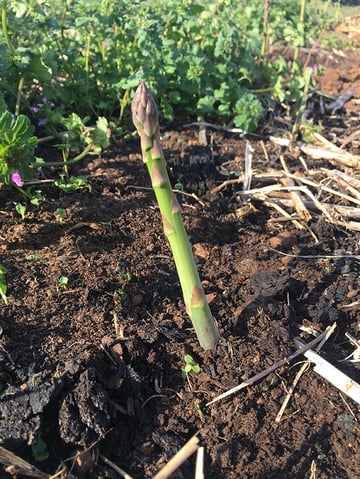 Organic asparagus grown using no-till farming methods at White Oak Pastures