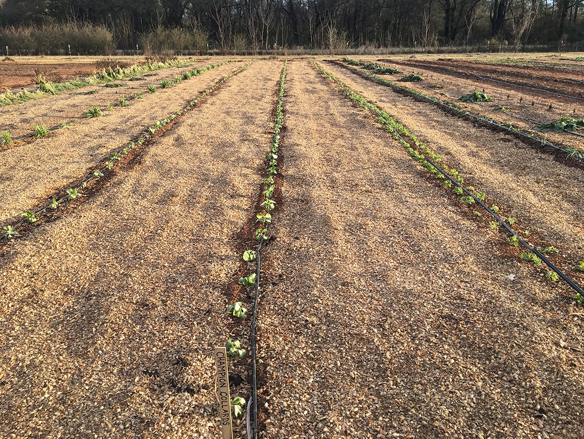 Tilling the soil disrupts the microbial life White Oak Pastures is trying to increase