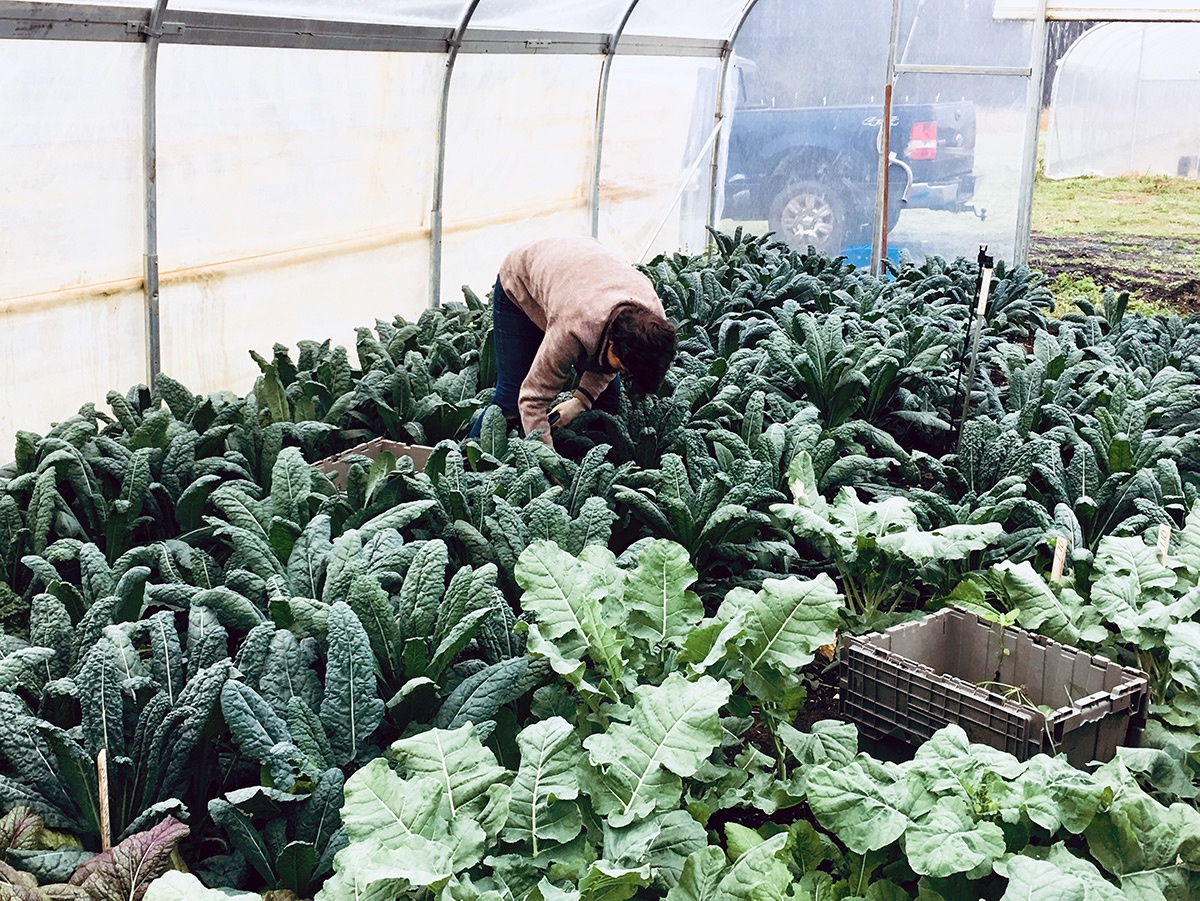 Organic kale and collards grown with no-till farming methods