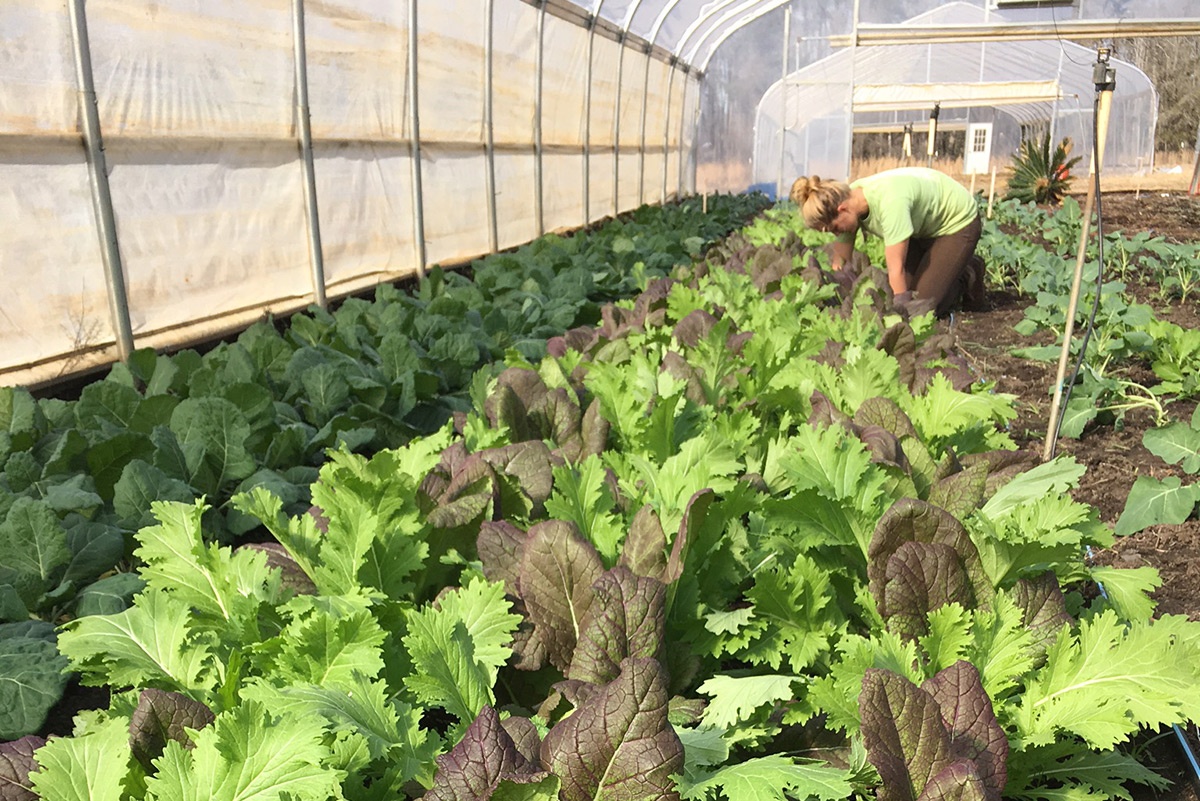 WOP organic vegetables hoophouse local