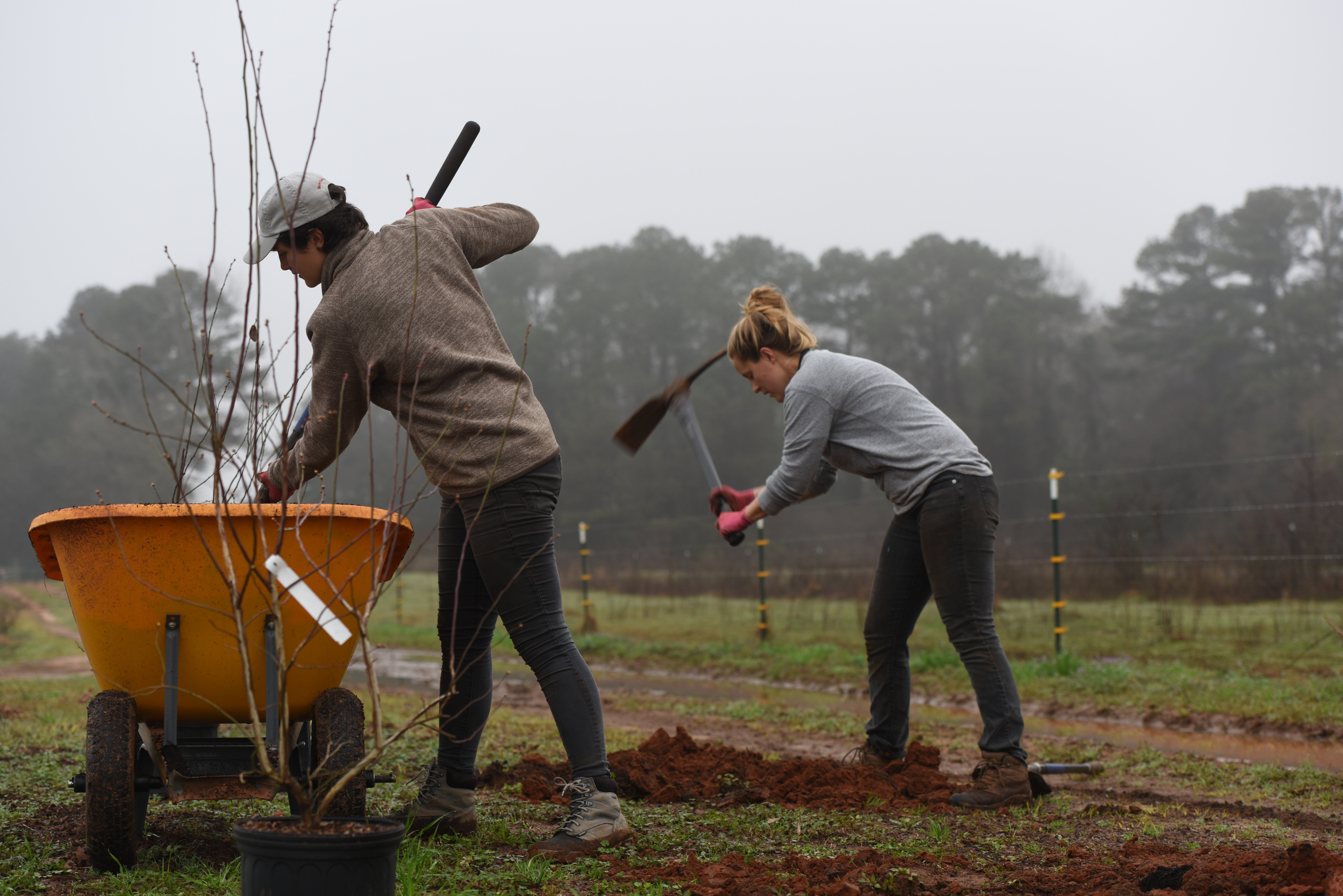 WOP_planting-fruit-trees