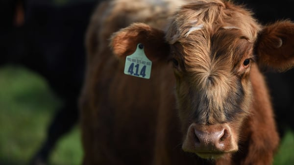 White Oak Pastures breed cattle close up