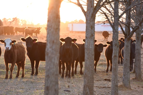 White Oak Pastures breed cattle grazing pasture